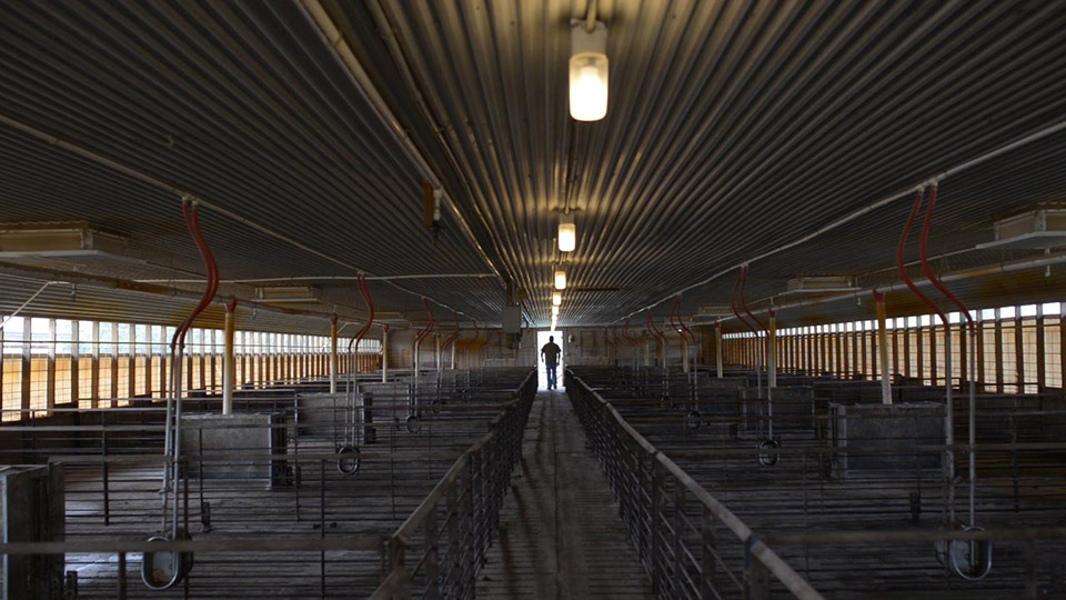 Butler Farm manager Dave Hall prepares an empty barn for a new delivery of pigs. Photo by Caitlin Kleiboer